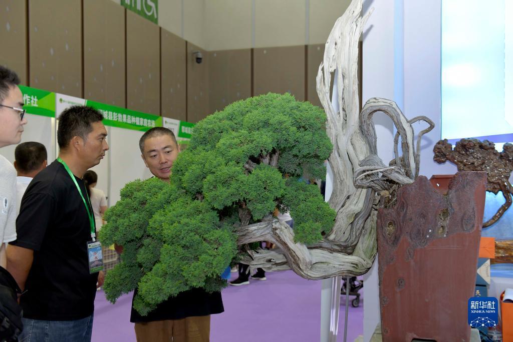 百富老虎机策略论坛